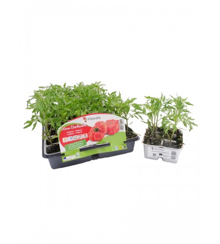 Pack Tomate Rosa de Barbastro 6 Ud. Solanum lycopersicum