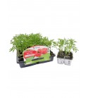 Pack Tomate Rosa de Barbastro 6 Ud. Solanum lycopersicum