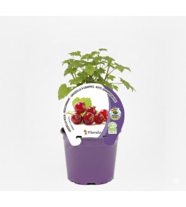 Grosella Roja M-10,5 Ribes rubrum