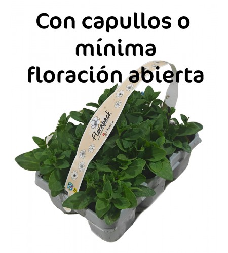 Florapack Petunia grandiflora Blue 6 Ud.