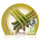 Espárrago M-10,5 Asparagus officinalis - 02025080 (2)