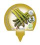 Pack Espárrago 6 Ud. Asparagus officinalis - 02031046 (3)
