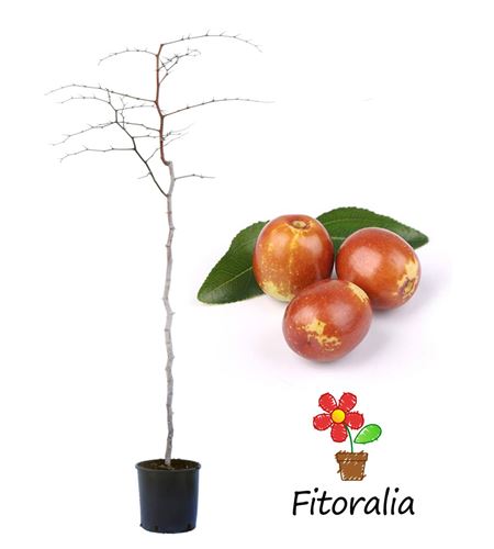 Azufaifo - Jinjolero - Ziziphus lotus - 03050008 (0)