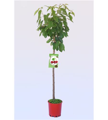 Cerezo Garnet M-25 - Prunus avium - 03054007 (1)