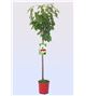 Cerezo Lapins M-25 - Prunus avium - 03054008 (1)