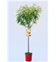 Melocotón Royal Glory M-25 - Prunus persica - 03054015 (1)