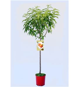 Melocotón Royal Glory M-25 - Prunus persica - 03054015 (1)