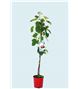 Higuera Breva M-25 - Ficus carica - 03054033 (1)