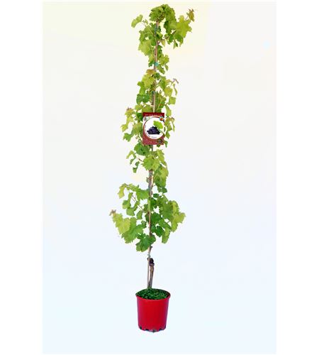 Parra Auntumn Royal Seedless M-25 - Vitis vinifera - 03054041 (1)