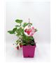 TriOh! Fresas Fragaria × ananassa - 02045001 (1)
