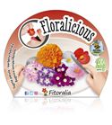 Pack Floralicius Mix II 6 Ud. B. semperflorens + V. hybrida + T. patula