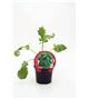Col Kale M-10,5 Brassica acephala - 02025134 (1)