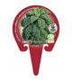 Col Kale M-10,5 Brassica acephala - 02025134 (3)