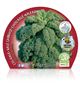 Pack Col Kale 6 Ud. Brassica acephala - 02031075 (2)