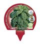 Pack Col Kale 6 Ud. Brassica acephala - 02031075 (3)