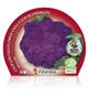 Coliflor Morada M-10,5 Brassica oleracea var. botrytis - 02025101 (2)