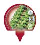 Pack Col Bruselas 6 Ud. Brassica oleracea var. gemmifera - 02031036 (3)