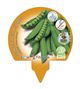 Pack Guisante Mata Baja 6 Ud. Pisum sativum - 02031011 (3)