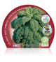 Pack Col Kale 12 Ud. Brassica acephala - 02031086 (2)