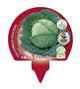 Pack Col Kale 12 Ud. Brassica acephala - 02031086 (3)