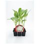 Pack Coliflor Blanca 6 Ud. Brassica oleracea var. botrytis - 02031042 (1)