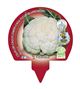 Pack Coliflor Blanca 6 Ud. Brassica oleracea var. botrytis - 02031042 (3)