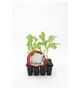 Pack Coliflor Blanca 12 Ud. Brassica oleracea var. botrytis - 02031006 (1)