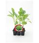 Pack Coliflor Verde 6 Ud. Brassica oleracea var. botrytis - 02031043 (1)