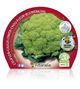 Pack Coliflor Verde 6 Ud. Brassica oleracea var. botrytis - 02031043 (2)