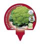 Pack Coliflor Verde 6 Ud. Brassica oleracea var. botrytis - 02031043 (3)