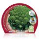 Pack Coliflor Romanesco 6 Ud. Brassica oleracea var. botry - 02031044 (2)
