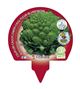 Pack Coliflor Romanesco 6 Ud. Brassica oleracea var. botry - 02031044 (3)