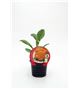 Coliflor Jaffa M-10,5 Brassica oleracea var. botrytis - 02025135 (1)