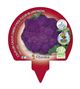 Pack Coliflor Morada 6 Ud. Brassica oleracea var. botrytis - 02031073 (3)