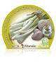Ajo Tierno M-10,5 Allium sativum - 02025133 (2)