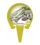 Ajo Tierno M-10,5 Allium sativum - 02025133 (3)