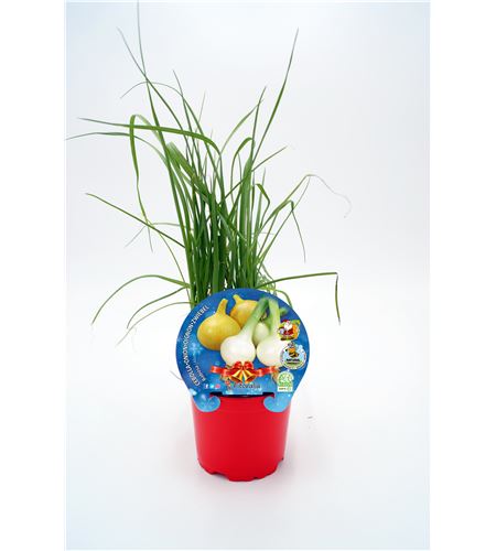 Cebolla Babosa Navidad M-10,5 Allium cepa - 02035006 (1)