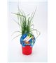 Puerro Navidad M-10,5 Allium porrum - 02035007 (1)