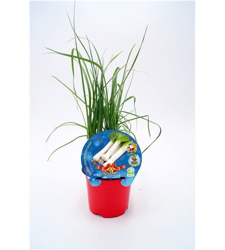 Puerro Navidad M-10,5 Allium porrum - 02035007 (1)