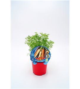 Zanahoria Colores Navidad M-10,5 Daucus carota - 02035008 (1)