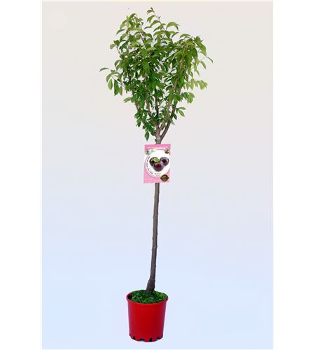 Ciruelo Angeleno M-25 - Prunus domestica - 03054010 (1)