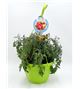 AirGarden Tomate I Solanum lycopersicum - 02044002 (0)