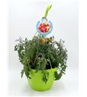 AirGarden Tomate I