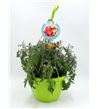AirGarden Tomate I