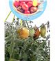 AirGarden Tomate I Solanum lycopersicum - 02044002 (1)
