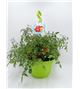 AirGarden Tomate II Solanum lycopersicum - 02044003 (0)