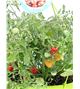 AirGarden Tomate II Solanum lycopersicum - 02044003 (1)