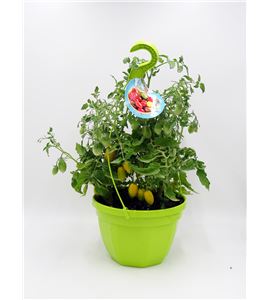AirGarden Tomate III Solanum lycopersicum - 02044004 (0)