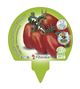 Pack Tomate Pera Mata Baja 12 Ud. Solanum lycopersicum - 02031096 (3)