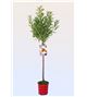 Almendro Ferraduel M-25 - Prunus dulcis - 03054049 (1)